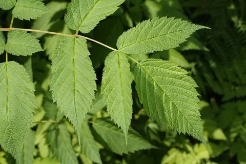 Green compound foliage of Aruncus dioicus.