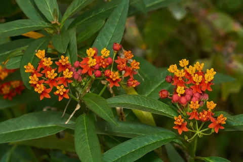 Flowering branches and narrow green leaves of Asclepias curassavica.