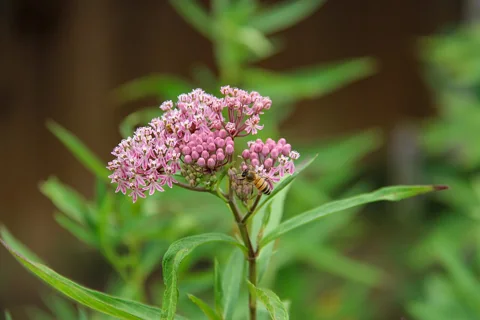 Pink flower clusters and foliage of Asclepias incarnata.
