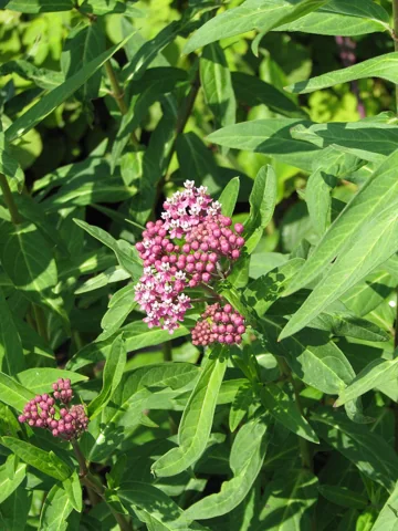 Flowering stems and green foliage of Asclepias rubra.