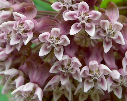 A close view of the flowers of Asclepias syriaca.