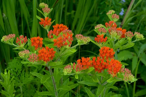 Orange flowers and leafy stems of Asclepias tuberosa.