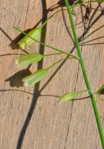 Hanging flowers on fine stems of Asparagus officinalis ssp. officinalis.