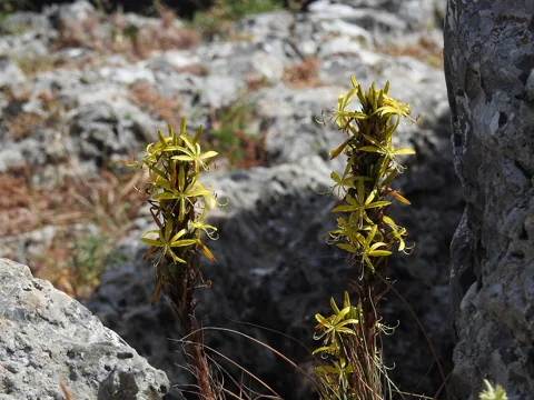 Asphodeline lutea in flower.