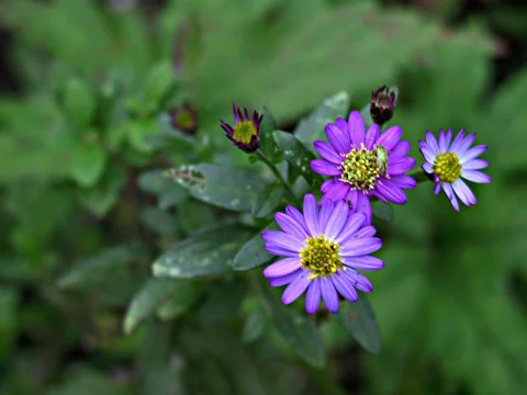 Purple flowers and foliage of Aster ageratoides.