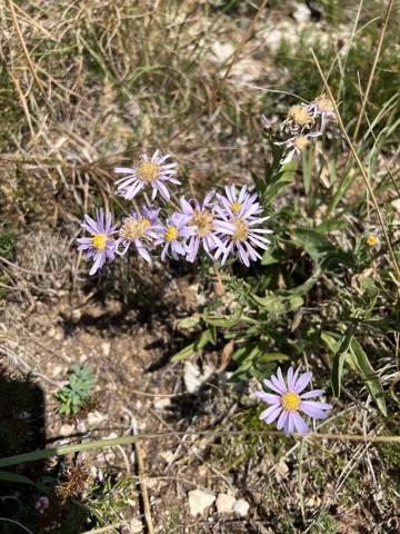 Purple flower heads and leafy growth of Aster amellus.