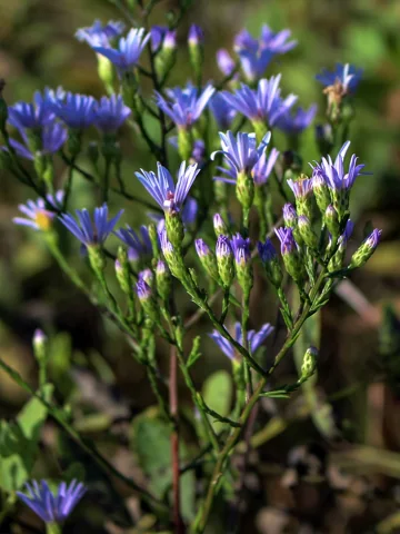 Flowering stems of Aster azureus.