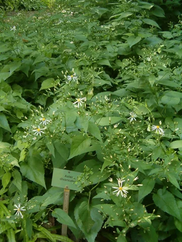 White flowers above broad foliage of Aster divaricatus.