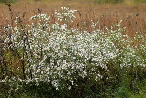 A branching plant of Aster dumosus covered in small flowers.