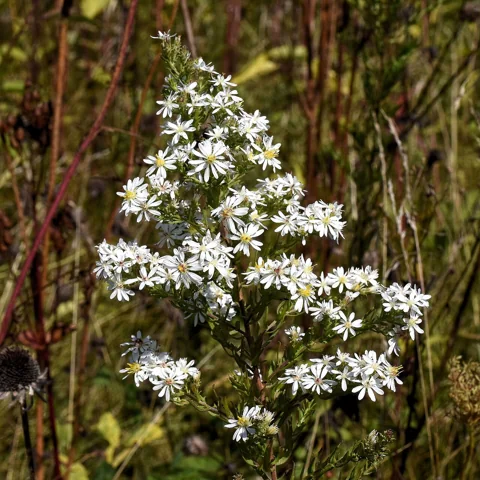 White-flowered stems of Aster ericoides.
