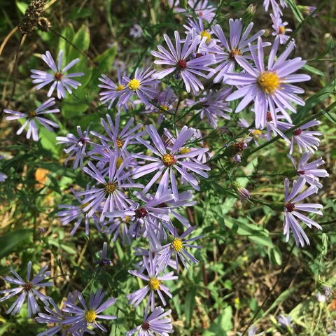 Flowering stems of Aster laevis.