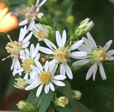 Small white flower heads of Aster lateriflorus.