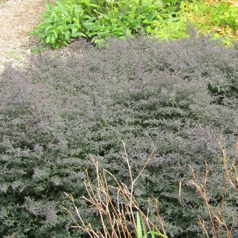 Broad flowering growth of Aster lateriflorus 'Horizontalis'.