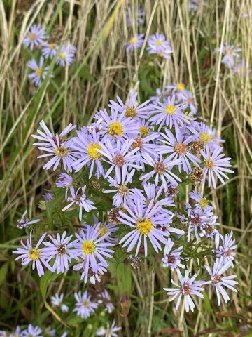 Flowering stems of Aster novi-belgii.