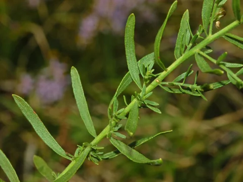 Narrow green leaves on stems of Aster sedifolius.