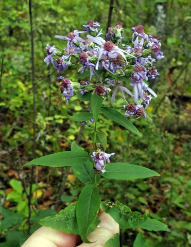 A flowering leafy stem of Aster shortii.