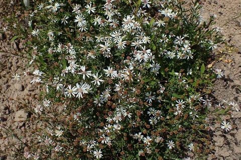 A flowering clump of Aster tradescantii, named Symphyotrichum tradescantii in the source.