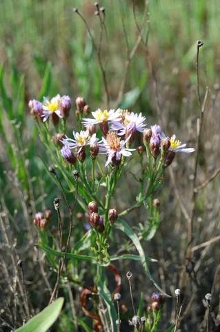 Upright flowering stems of Aster tripolium.