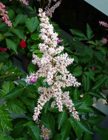 Flowering Astilbe japonica, as identified in the source, with its compound leaves.