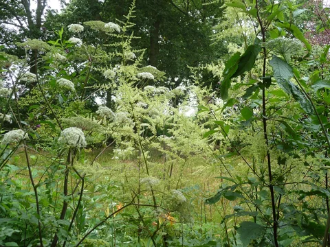 Tall pale flower panicles and foliage of Astilbe rivularis.
