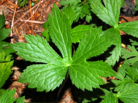 Green lobed foliage of Astrantia major.