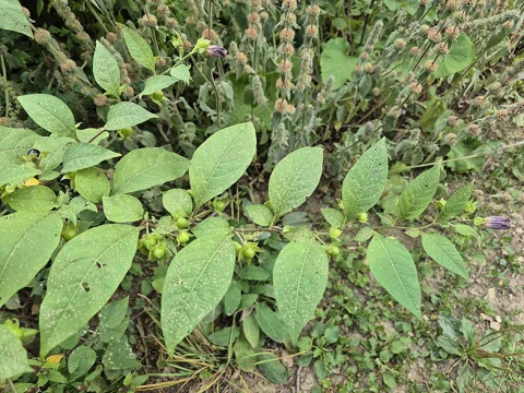 Leafy branching stems of Atropa bella-donna.