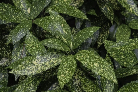 Variegated foliage of Aucuba japonica 'Gold Dust'.