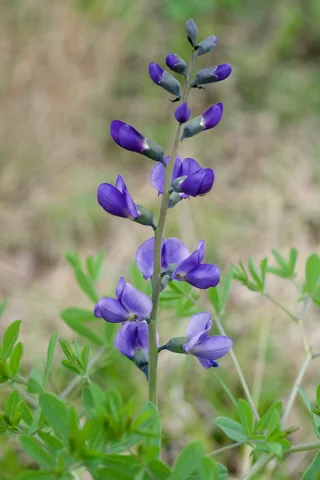 Blue flowers on an upright stem of Baptisia australis.
