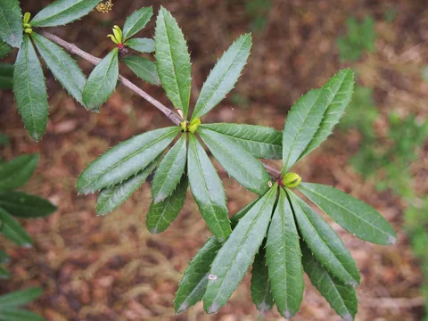 Glossy evergreen leaves of Berberis julianae.