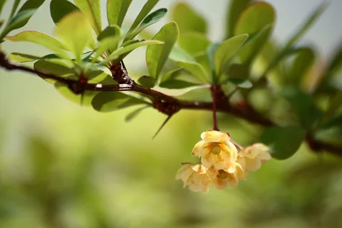 Flowers and young foliage on a branch of Berberis thunbergii.