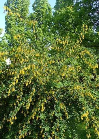 Berberis vulgaris in flower.