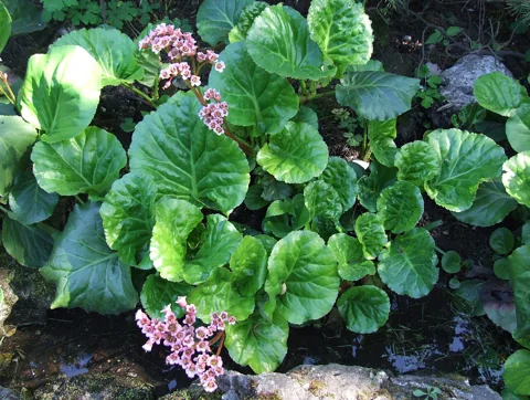 Broad foliage and pink flower clusters of Bergenia cordifolia.