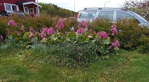 Pink flower stems above the broad leaves of Bergenia purpurascens.
