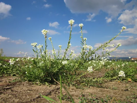 Berteroa incana with upright white-flowered stems.