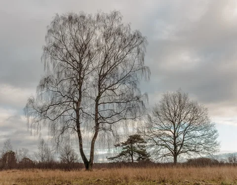The leafless branches of Betula pendula.