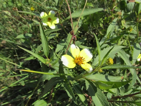 Flowers and narrow leaves of Bidens aurea.
