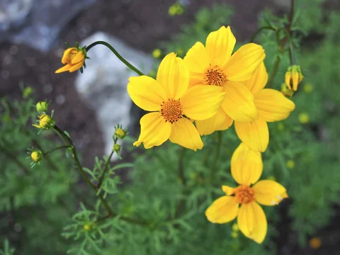 Yellow flowers and finely divided foliage of Bidens ferulifolia.