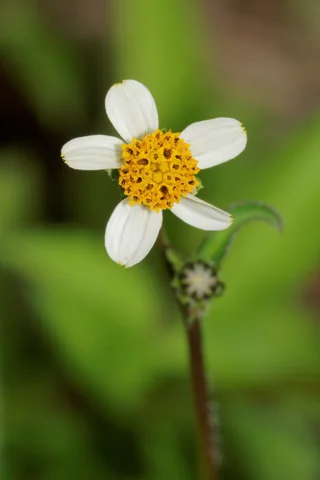 A white and yellow flower head of Bidens pilosa.