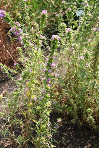 A stand of flowering Boisduvalia densiflora.