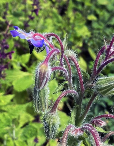 Borago officinalis with bristly stems and blue flowers among developing buds.