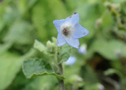 A pale blue flower and hairy foliage of Borago pygmaea.
