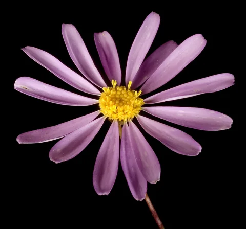 A purple flower head of Brachyscome iberidifolia.