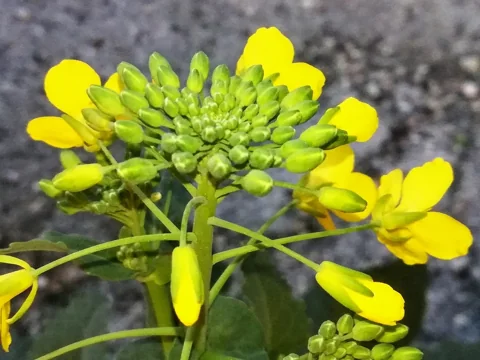 Yellow flowers and developing buds of Brassica napus.