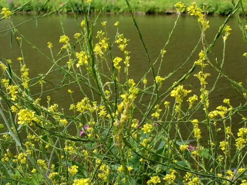 Branching stems of Brassica nigra with yellow flowers.