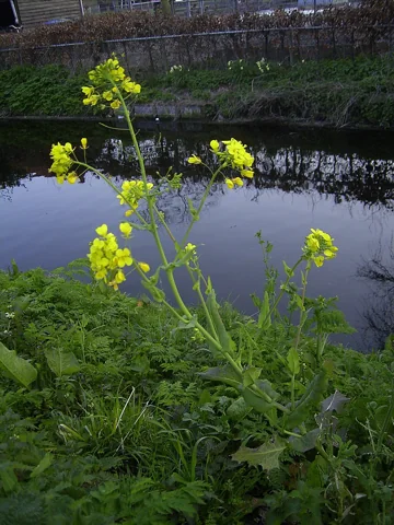 A flowering plant of Brassica rapa beside water.