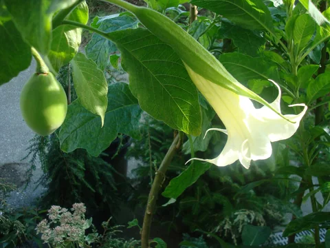 A leafy branch of Brugmansia arborea with a hanging flower and developing fruit.