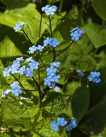 Blue flowers above broad leaves of Brunnera macrophylla.