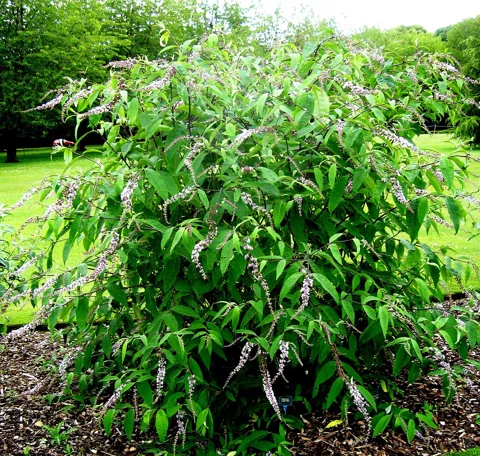 Buddleja albiflora growing as a leafy flowering shrub.