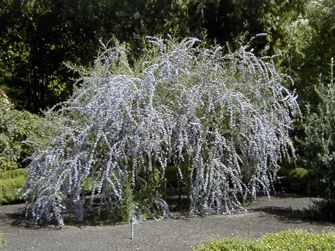Arching flowering shrub of Buddleja alternifolia.