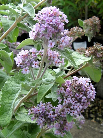 Flowers and grey-green foliage of Buddleja crispa.